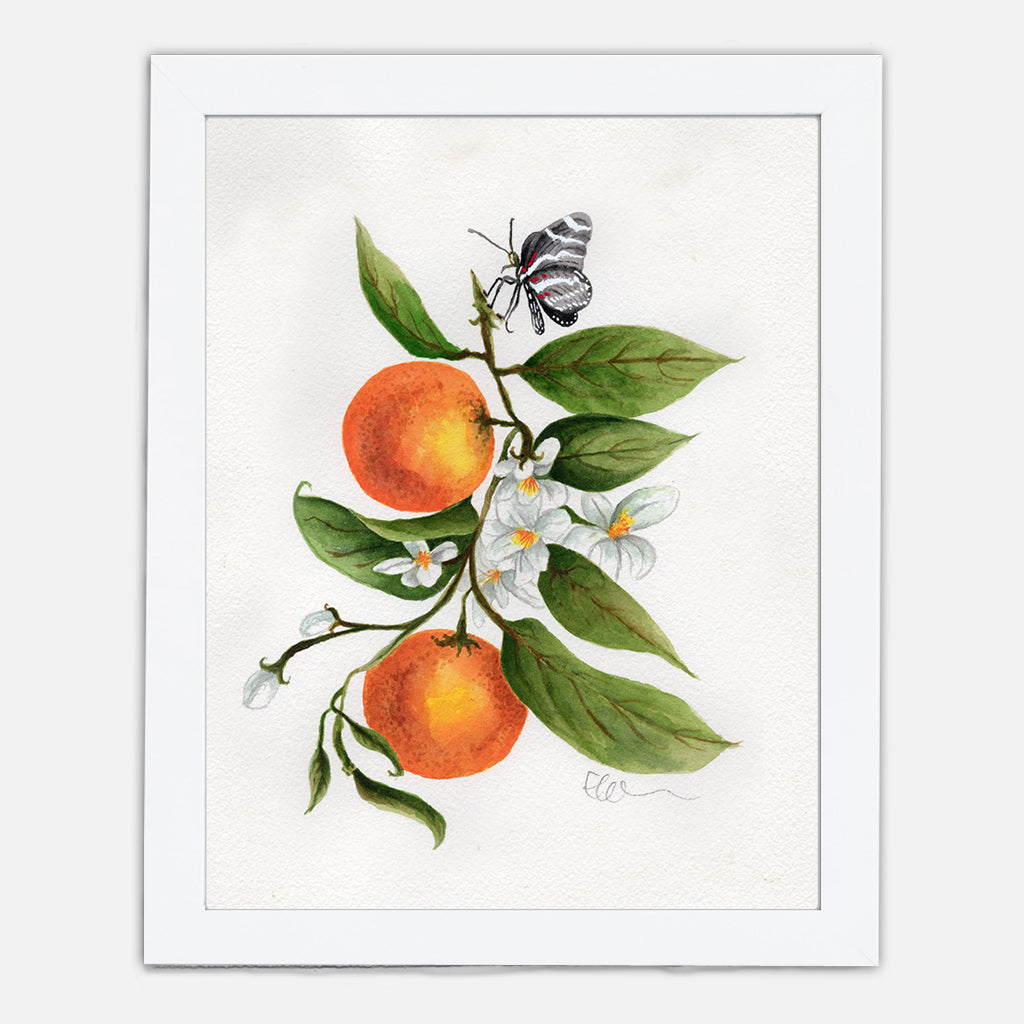 Florida Orange Blossom - State Flower Art Print